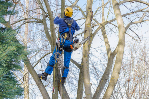 Tree and Shrub Care in Placerville, CA