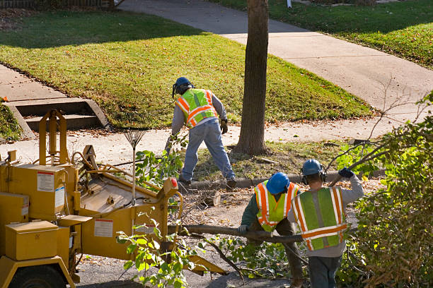 How Our Tree Care Process Works  in  Placerville, CA