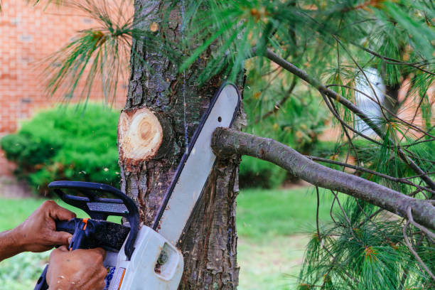 Professional Tree Care Services in Placerville, CA